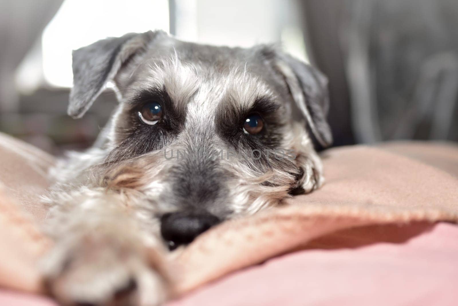 Schnauzer dog is lying on the bed. The dog looks with kind eyes lying on the bed. Cute dog with kind eyes.