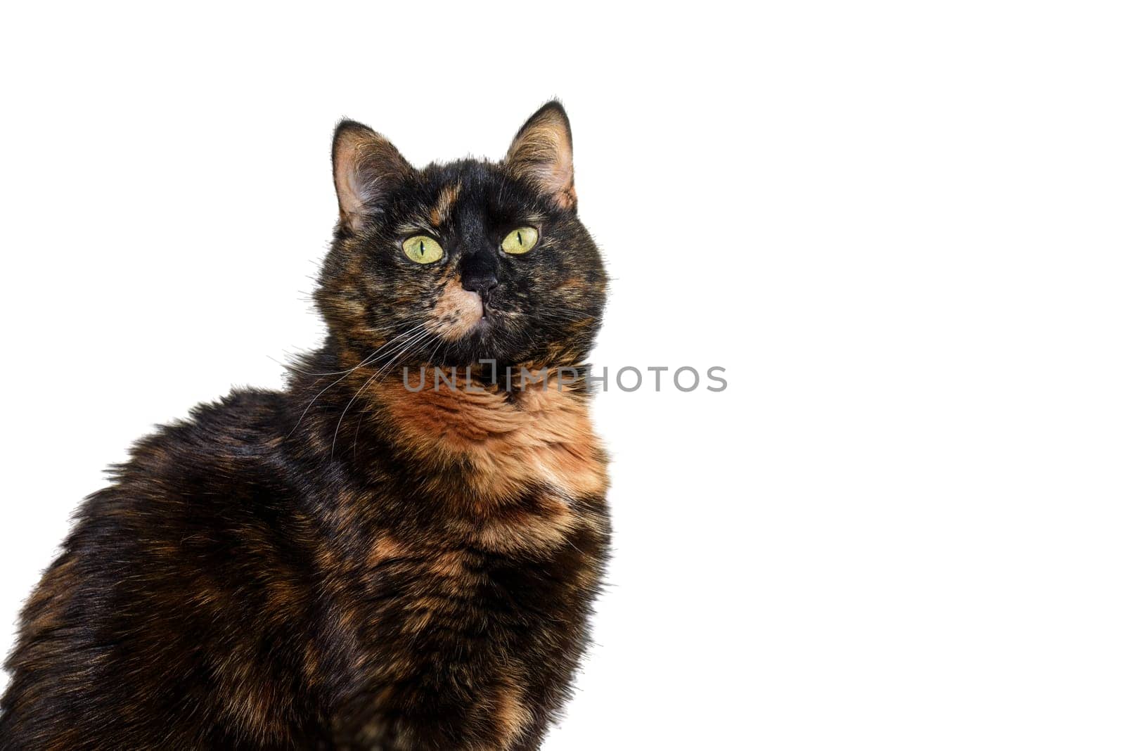 Portrait of a tricolor cat with yellow eyes on an isolated white background. Cute tortoiseshell cat. The tortoiseshell cat is sitting and looking at the camera.
