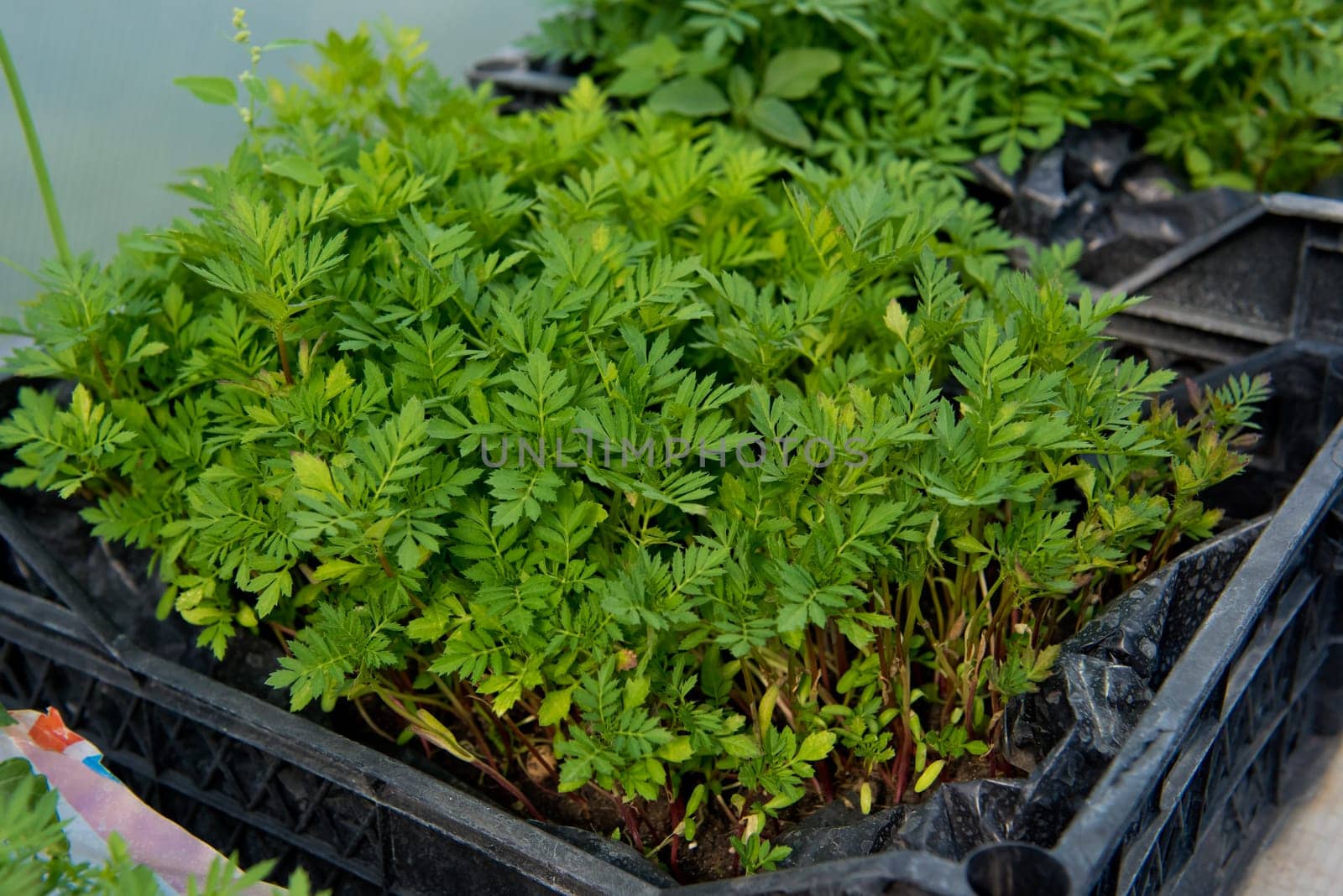 Seedlings of flowers in a plastic container in a greenhouse. Selective focus.