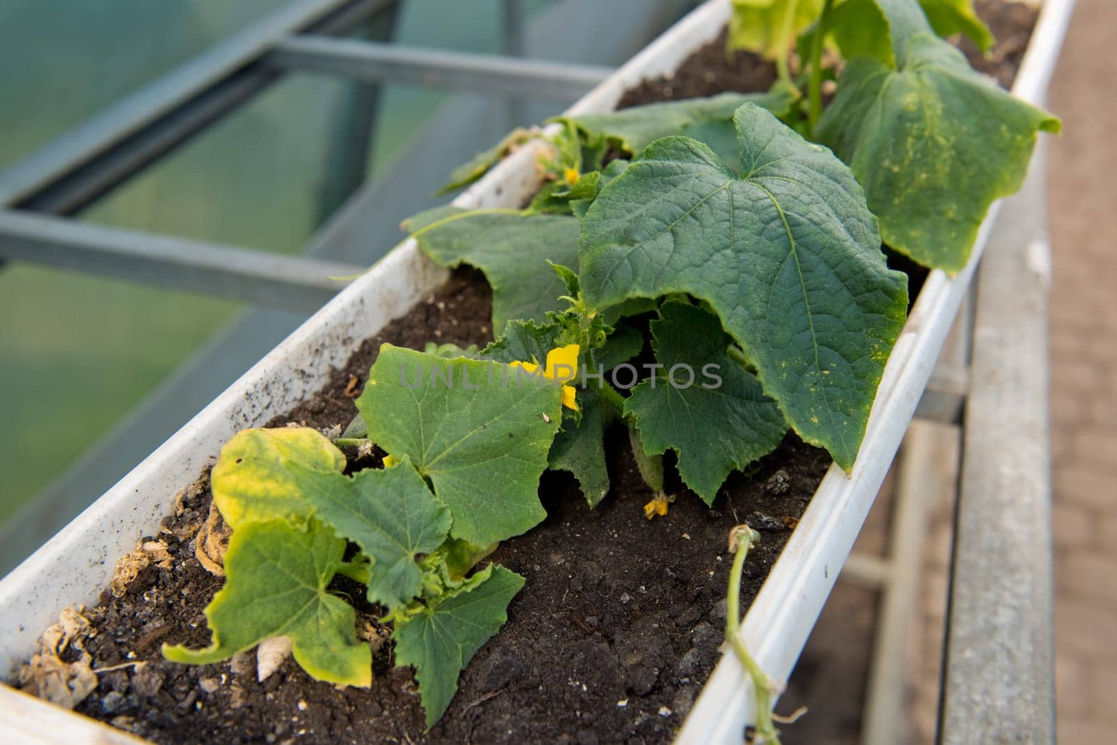 Young green cucumber seedlings in a pot in a greenhouse. Selective focus. by leonik
