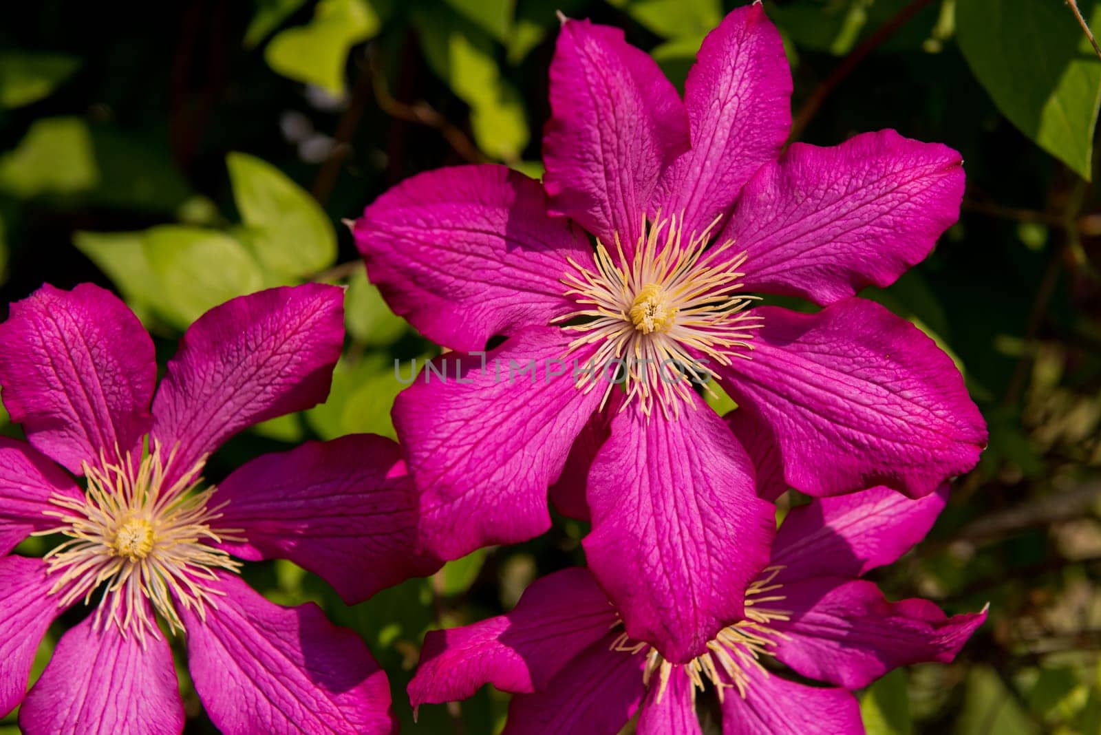 Purple clematis in garden. Close-up of flower. Selective focus.