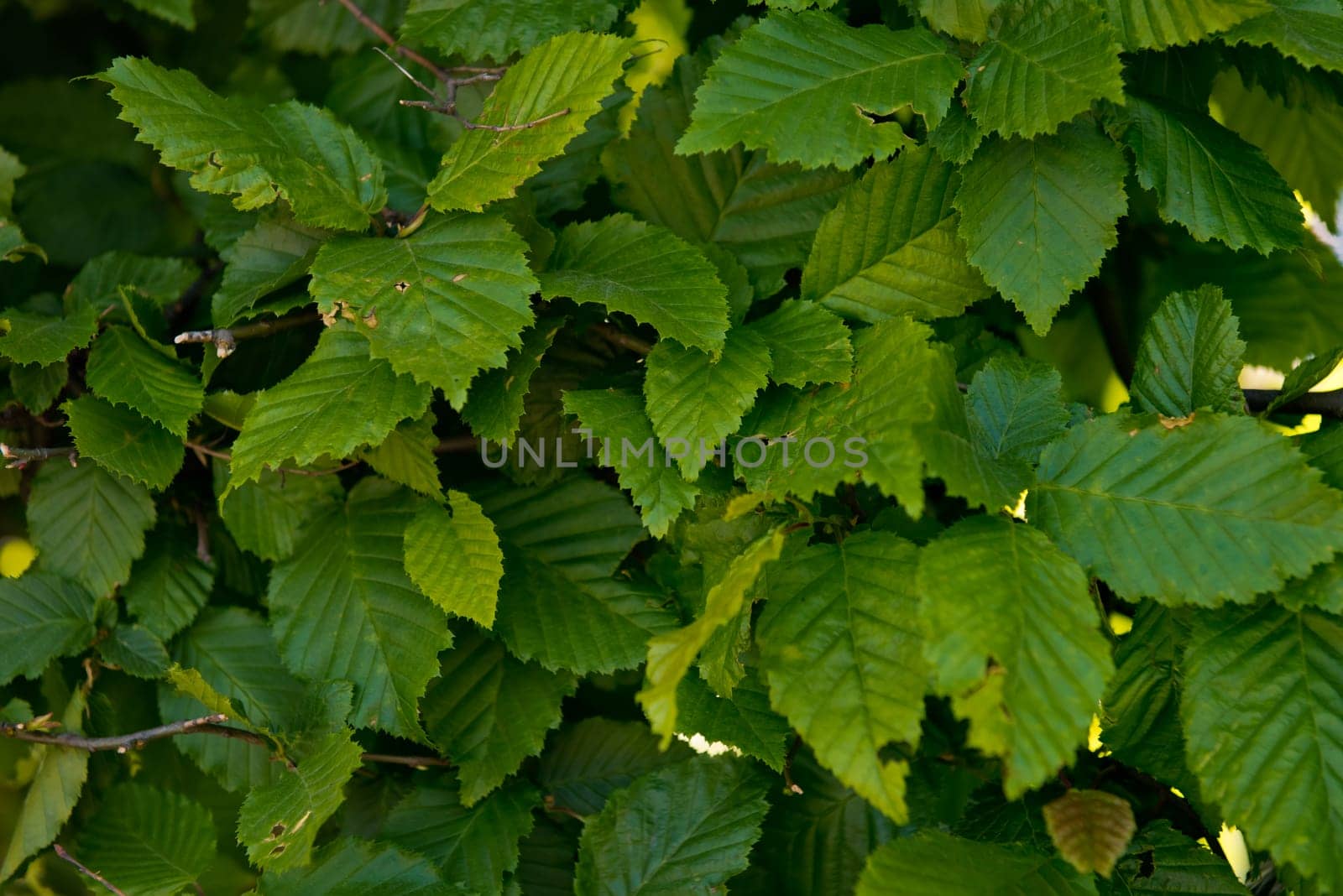 Background from green young leaves. Can be used as background. Selective focus.
