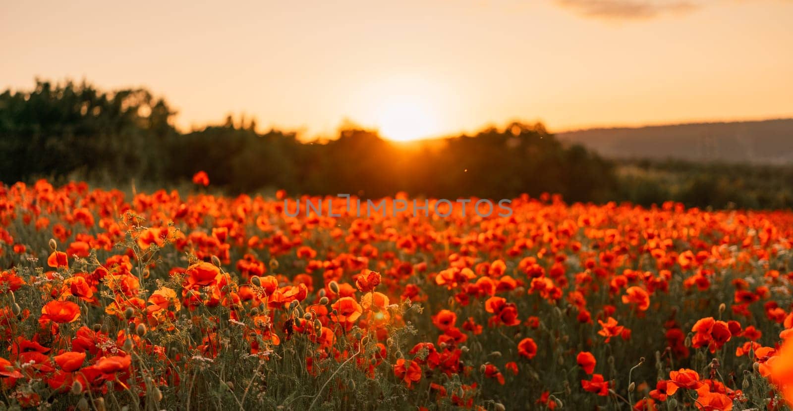 Field poppies sunset light banner. Red poppies flowers bloom in meadow. Concept nature, environment, ecosystem