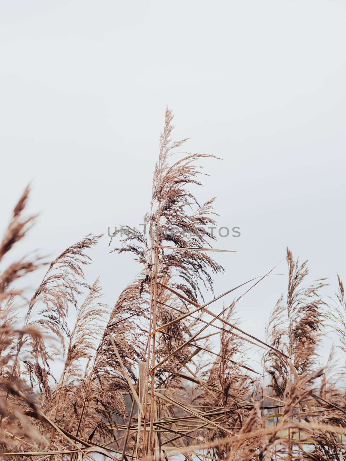 Dry reed on the lake, reed layer, reed seeds. Brown reed grass in the fall. Abstract natural background. Beautiful pattern with neutral colors. Minimal, stylish, trend concept. by Halina