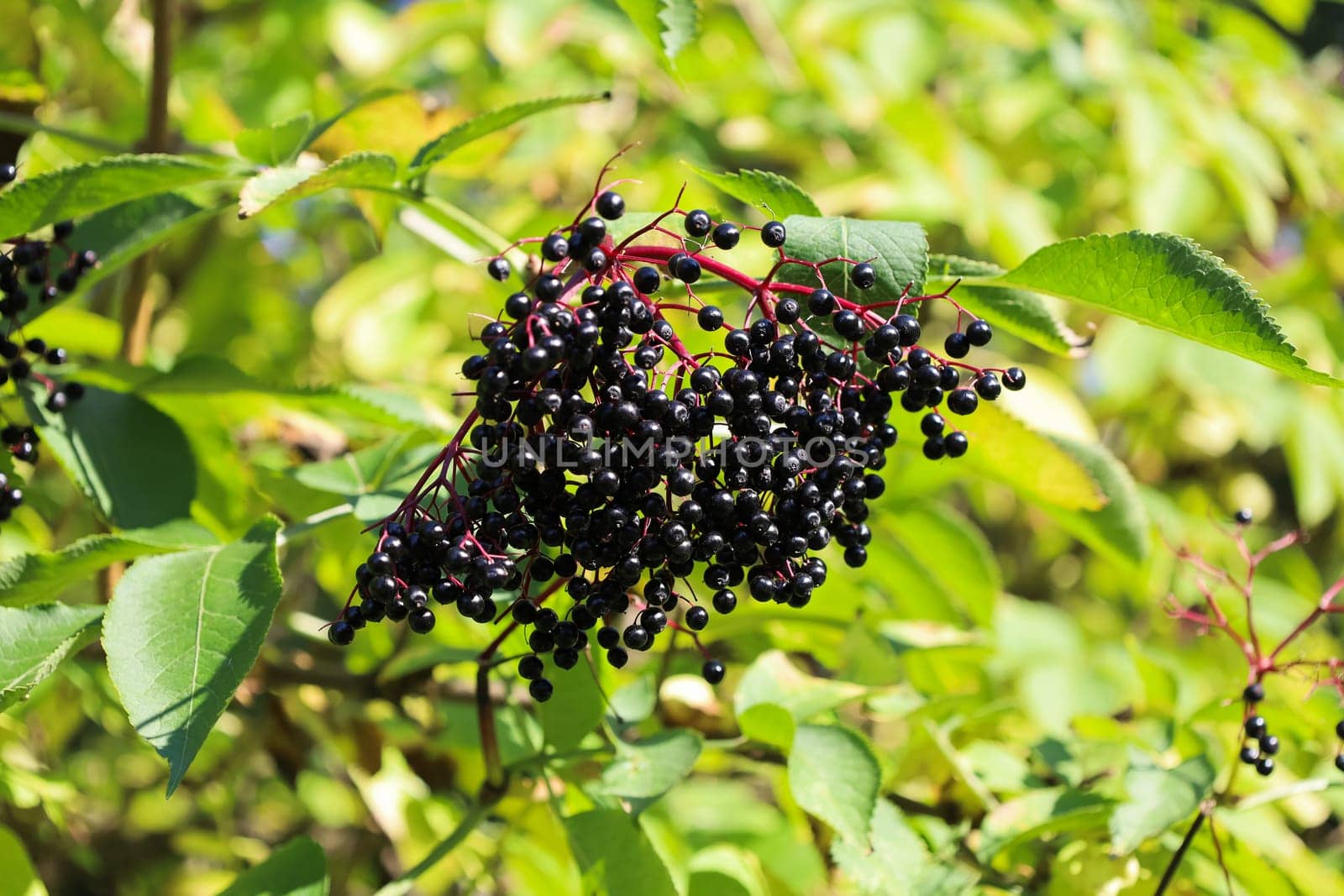 Sambucus nigra fruits. Bright elderberry. Black ripe elder berries on twig. Interesting nature concept for background design. Soft focus.