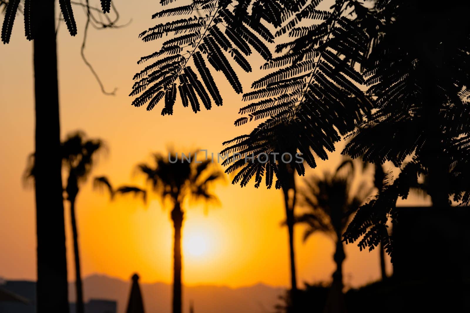 Majestic dusk in tropics. Goden sunset sky with beautiful silhouette coconut palm tree, leaves and mountains in the evening. Warm orange colors. Abstract nature and travel background. Egypt summer