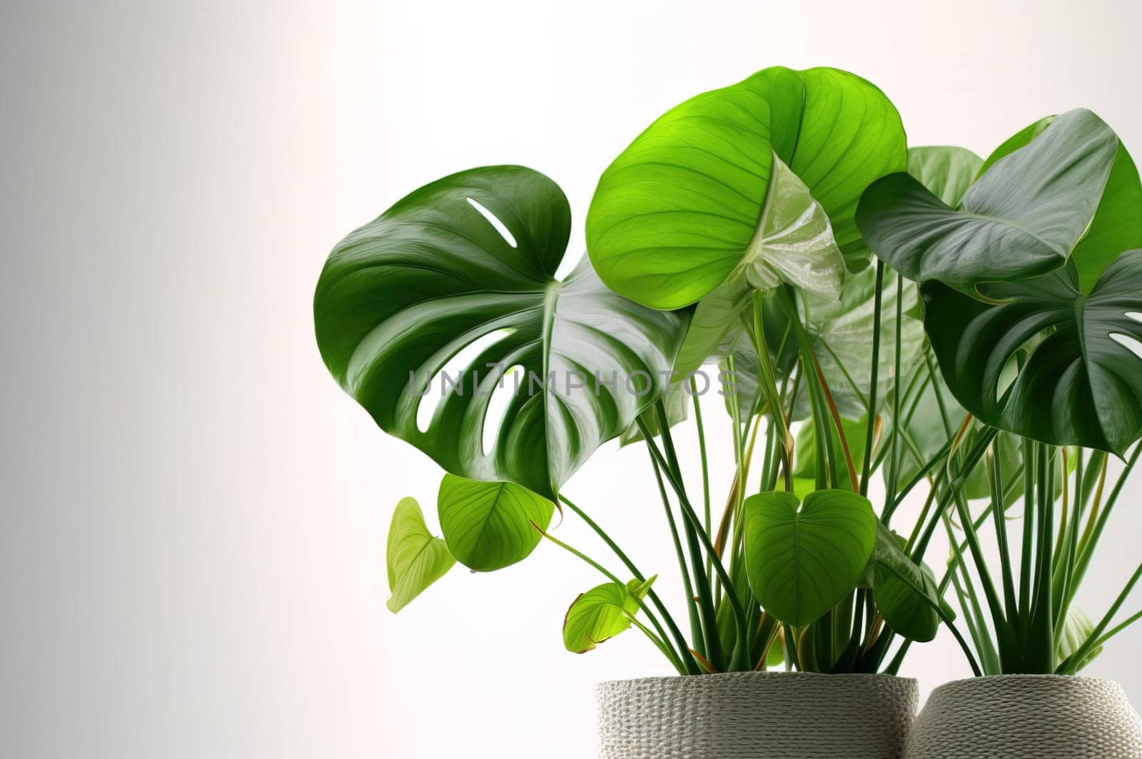 Houseplant monstera in a pot. Generative AI. High quality illustration