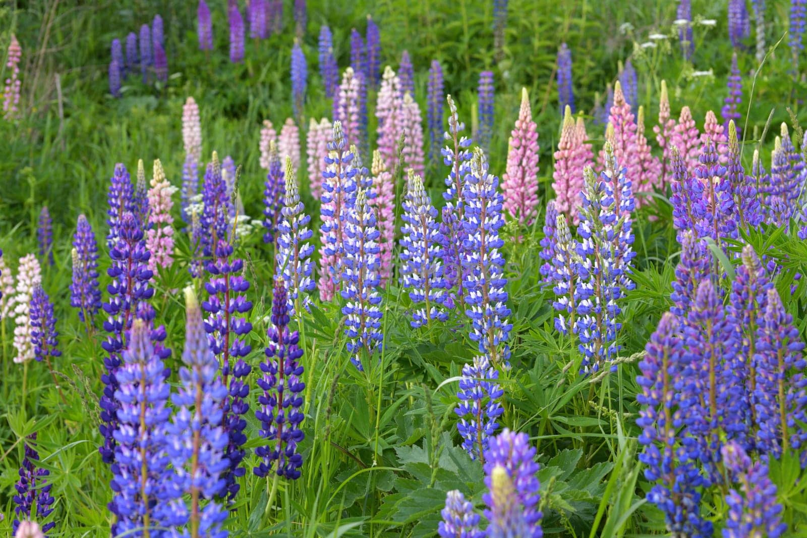 Lawn with wild-growing lupins of a different colors