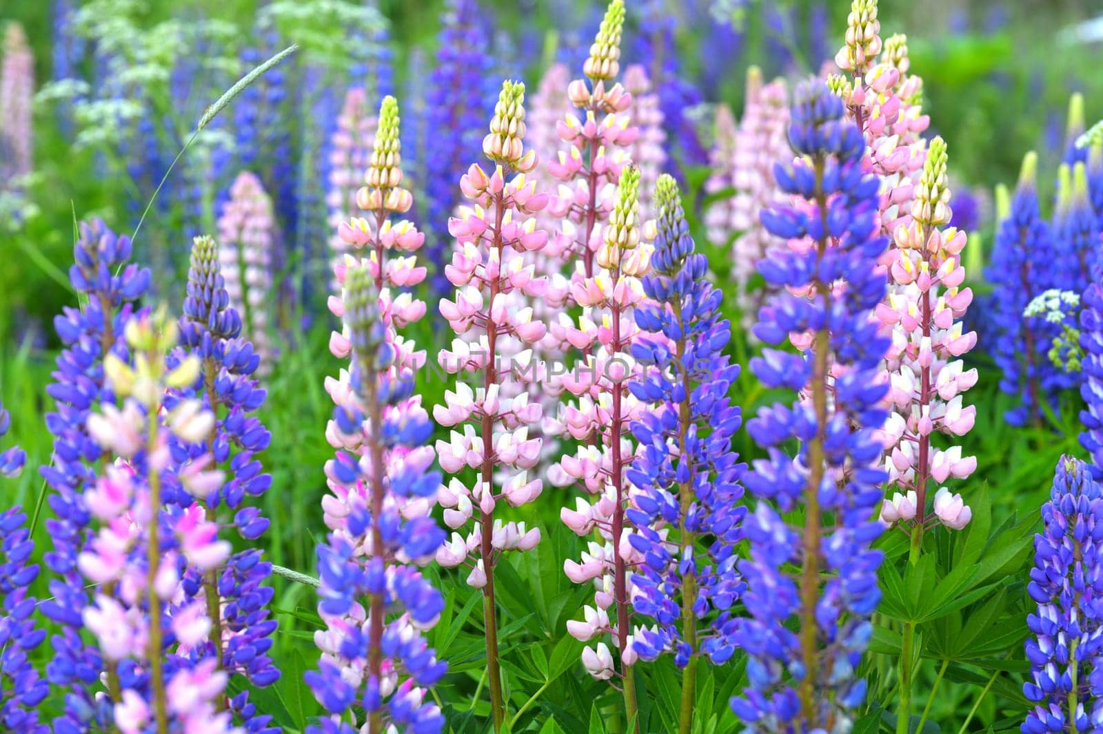 Lawn with wild-growing lupins of a different colors