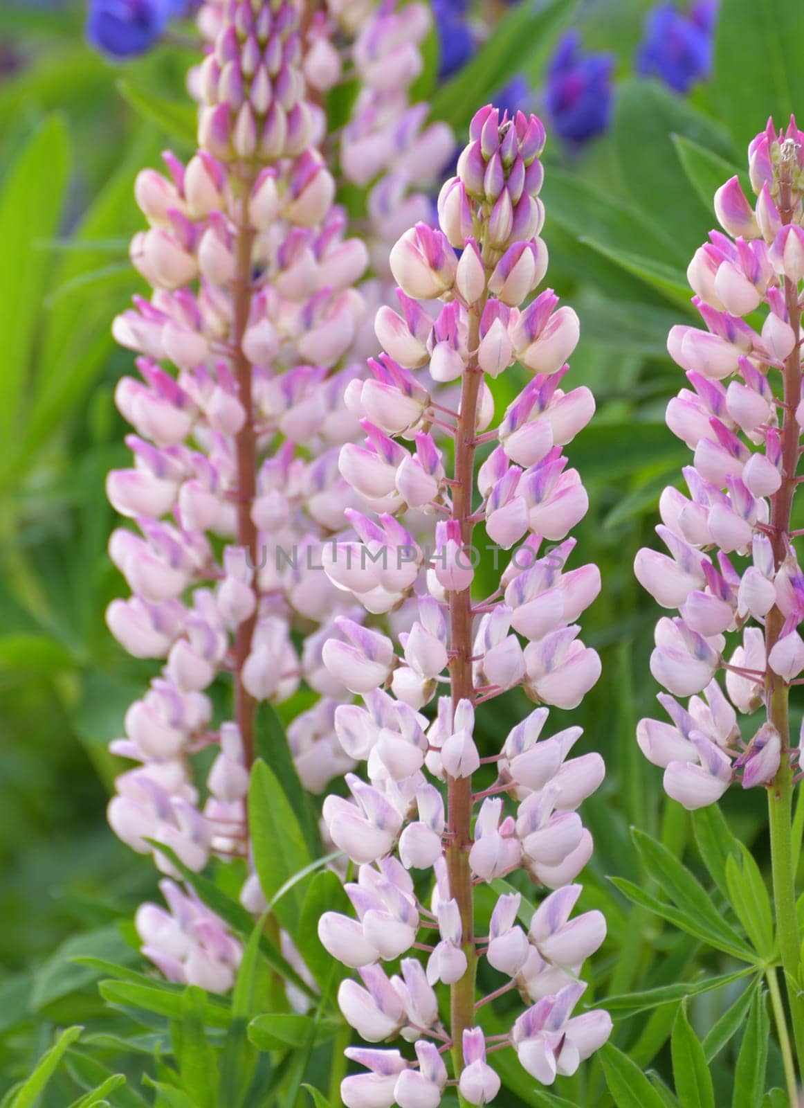 Lawn with wild-growing lupins of a different colors