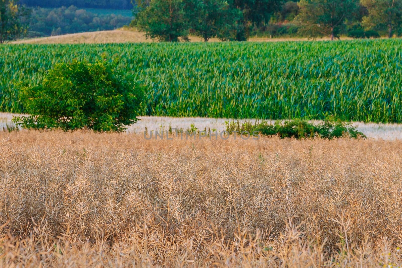 Dry yellow rape fields add vibrant colors to countryside, especially during autumn harvest season. Dry rapeseed and corn field.