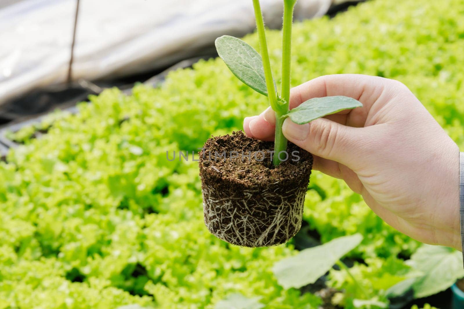 A farmer examines the root of a cucumber seedling for disease. Growing cucumber in a greenhouse. Healthy seedlings.