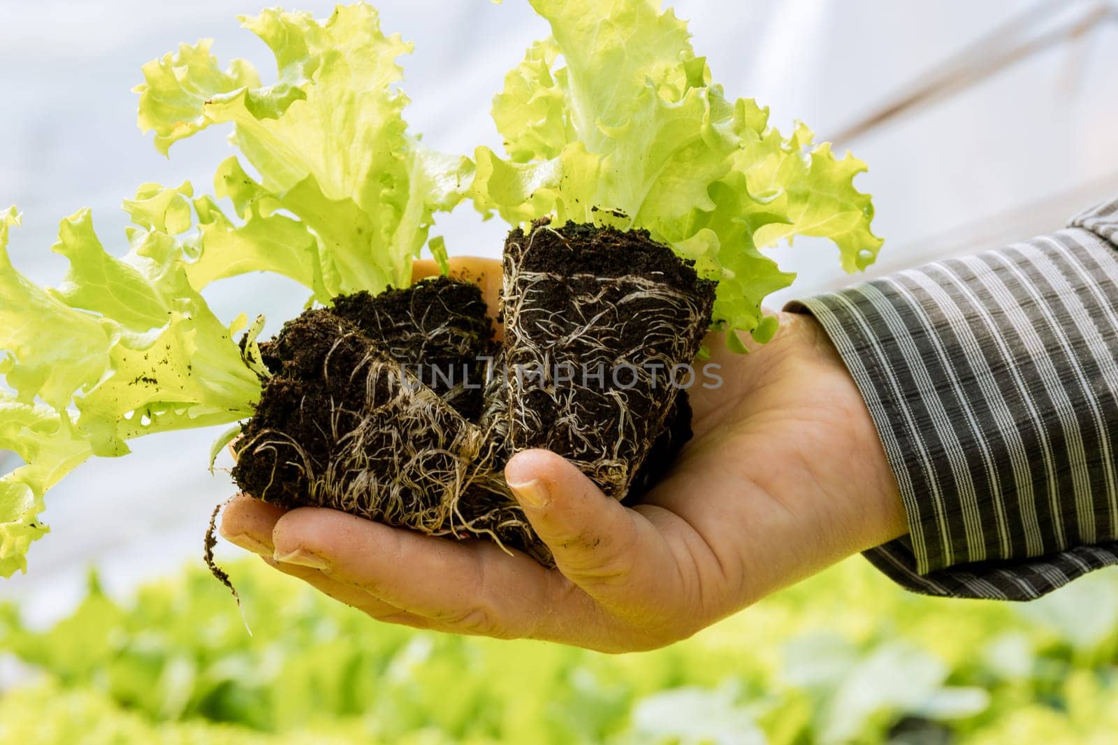 Root system serves as foundation for lettuce plant's overall health and productivity.