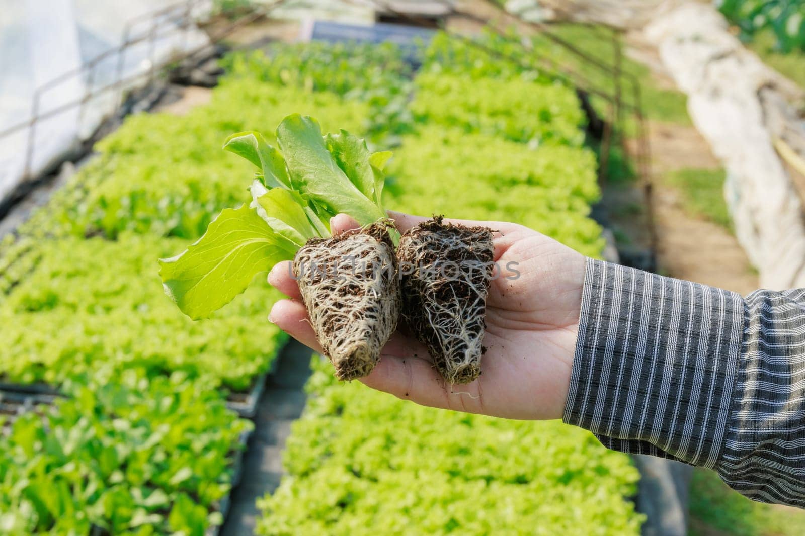 Root system of iceberg lettuce plants establishes strong foundation, anchoring plant and supporting its growth.