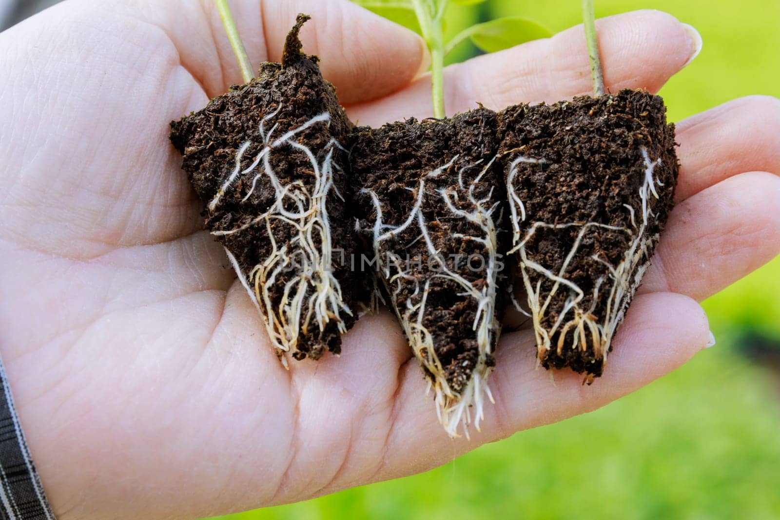 Bell pepper seedlings with a well-developed root system. The root and stem of a pepper seedling in a farmer's hand. Roots close-up.