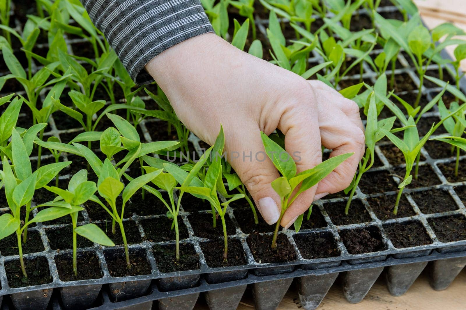 Green pepper seedlings are thriving in greenhouse due to optimal temperature and humidity levels. Growing young seedlings in early spring.