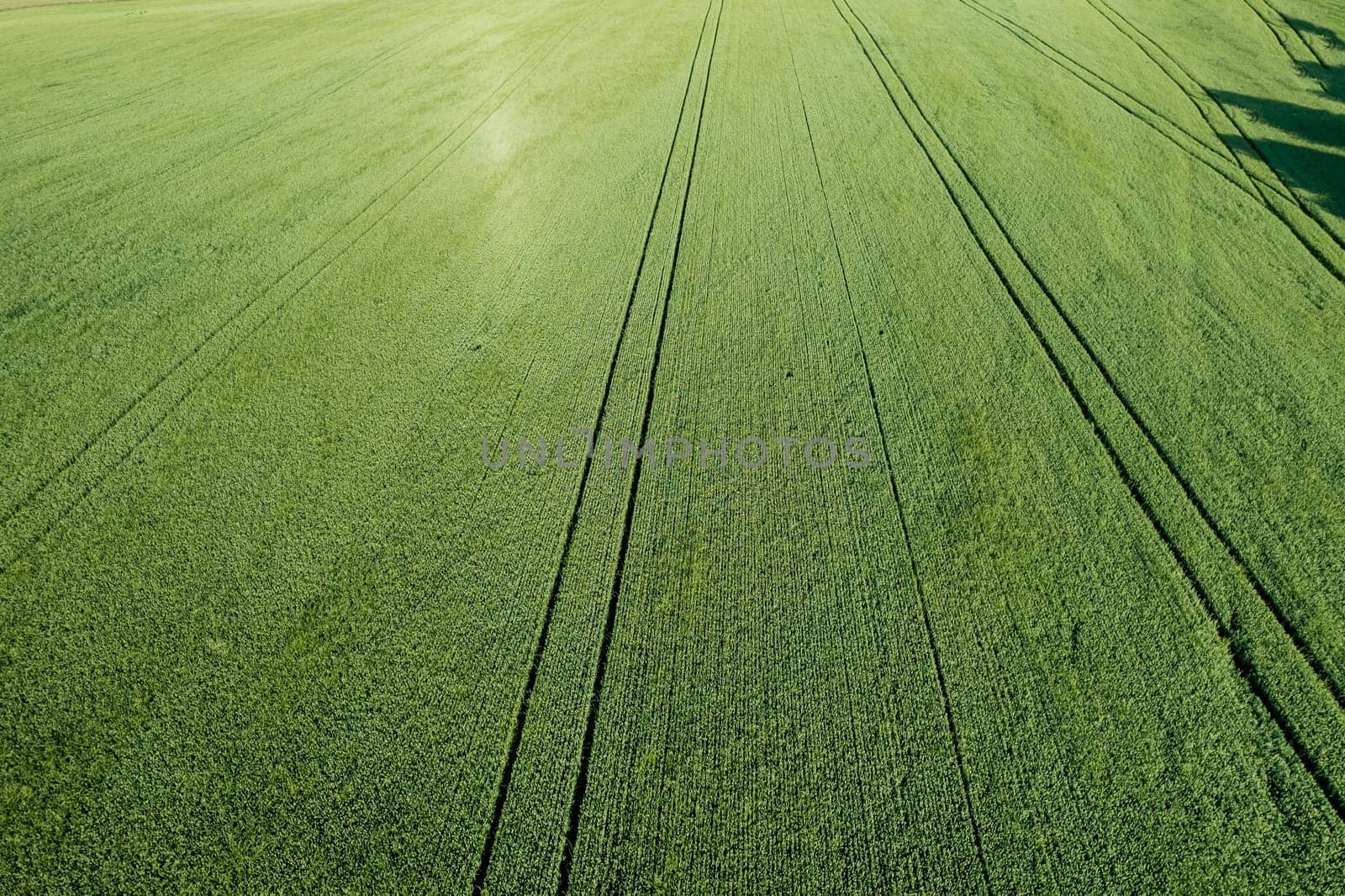 Rural landscape field from height with young green wheat with aerial view