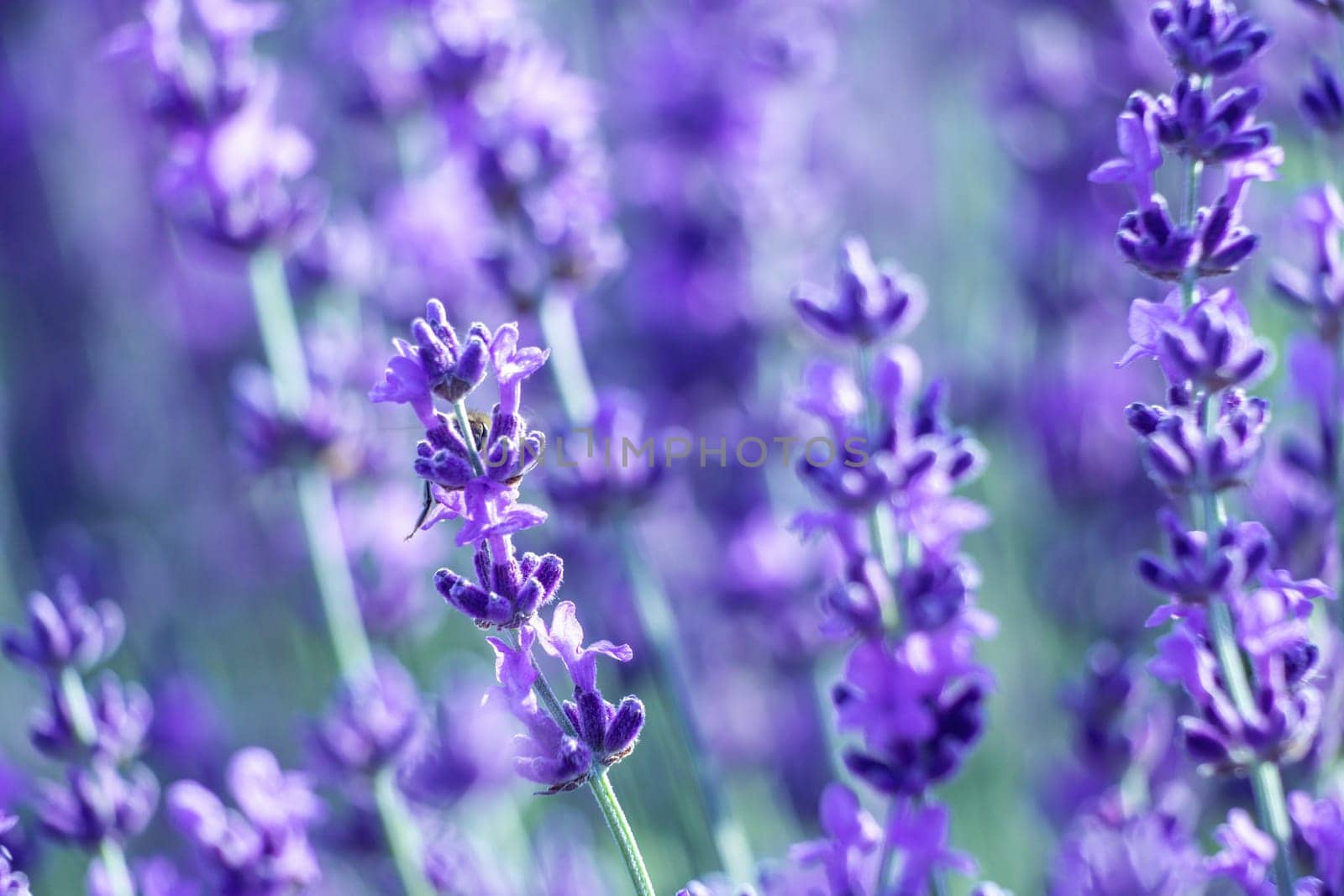 Lavender flower blooming scented fields in endless rows. Selective focus on Bushes of lavender purple aromatic flowers at lavender field. Abstract blur for background.