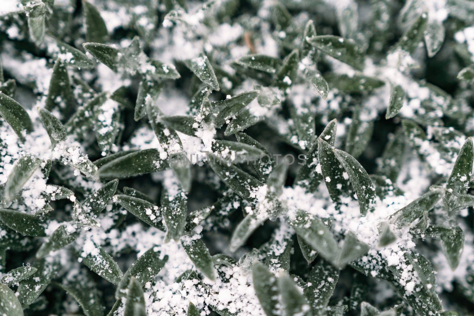 Beautiful frozen microcosmos. Freezing weather frost action in nature. First frost at frozen field plants close-up autumn shot