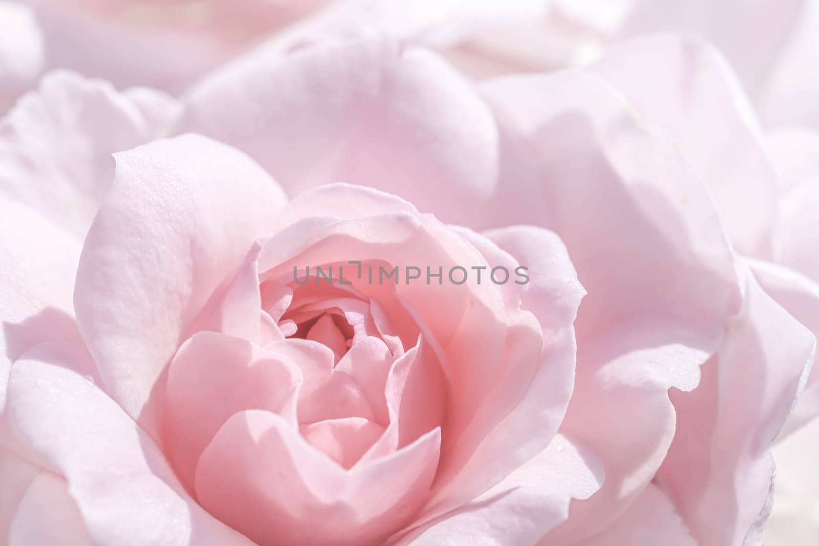 Pale white pink rose flower. Macro flowers backdrop for holiday design. Soft focus, abstract floral background