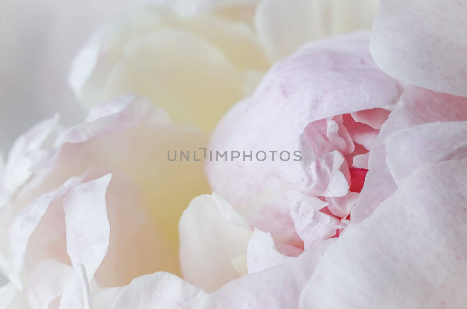 White pink peony petals. Soft focus. Abstract floral background for holiday brand design