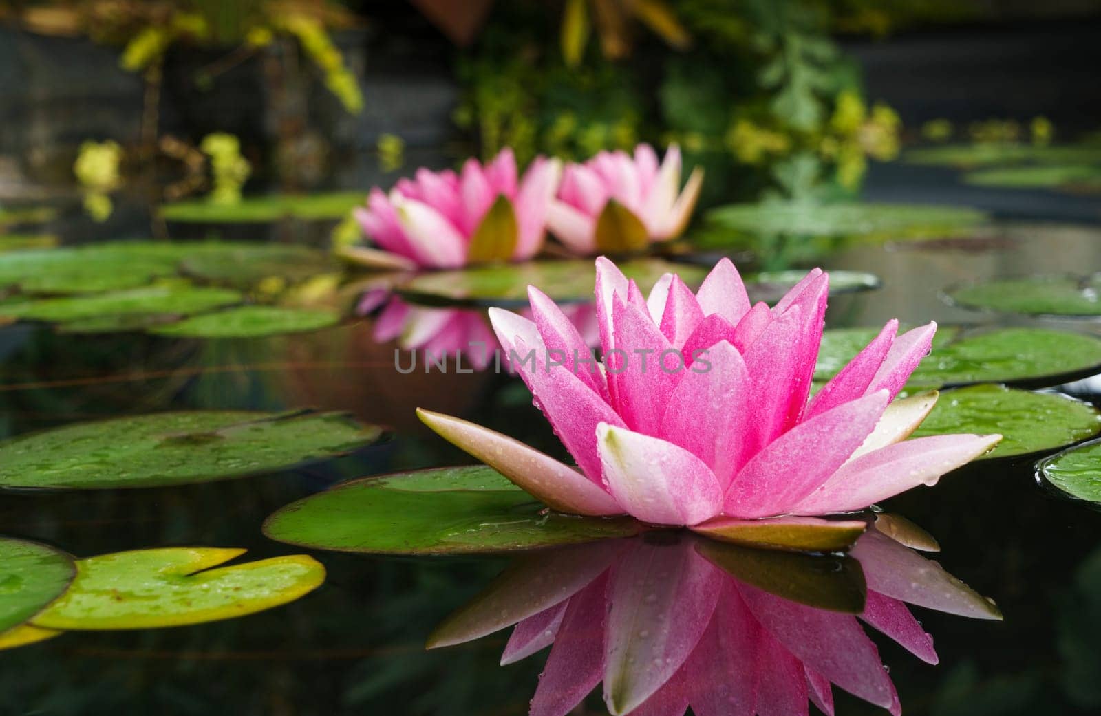 Water lily flower in shades of pink with green leaves in a pool of water, shallow depth of field.