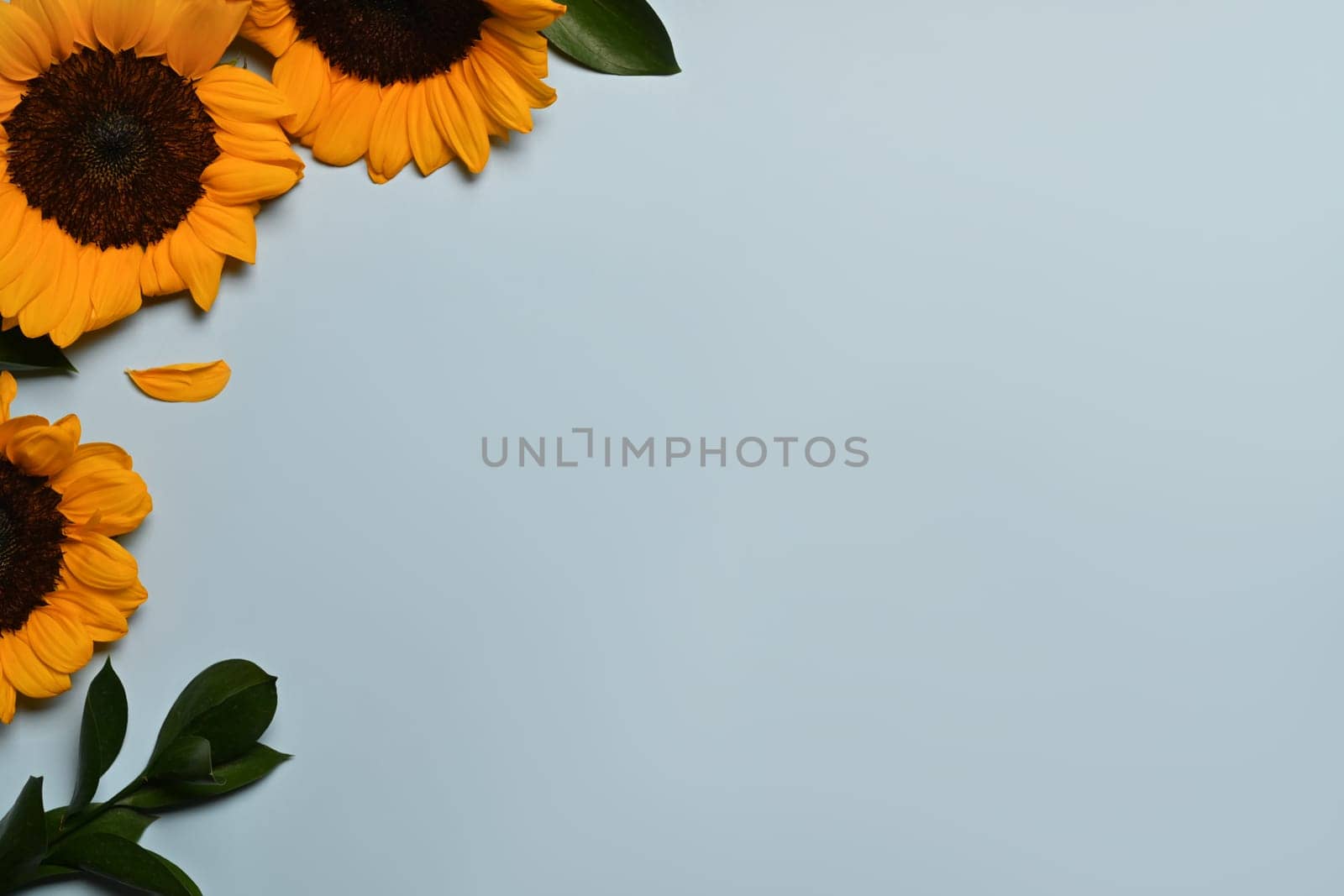 Bouquet of sunflowers on blue background. Flat lay, top view, copy space, natural background by prathanchorruangsak