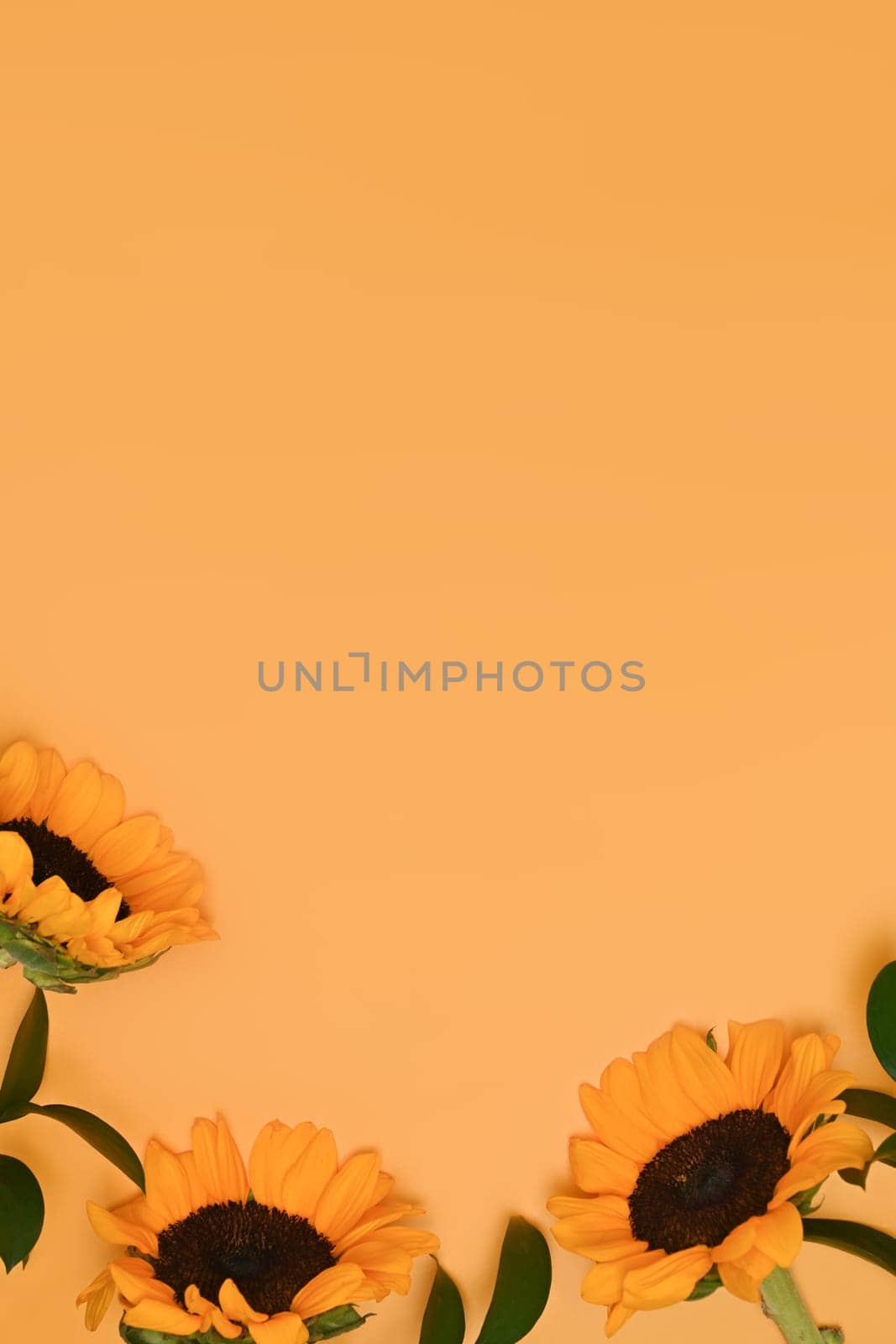 Sunflowers with green leaves on yellow background with copy space. Natural background, autumn or summer concept.