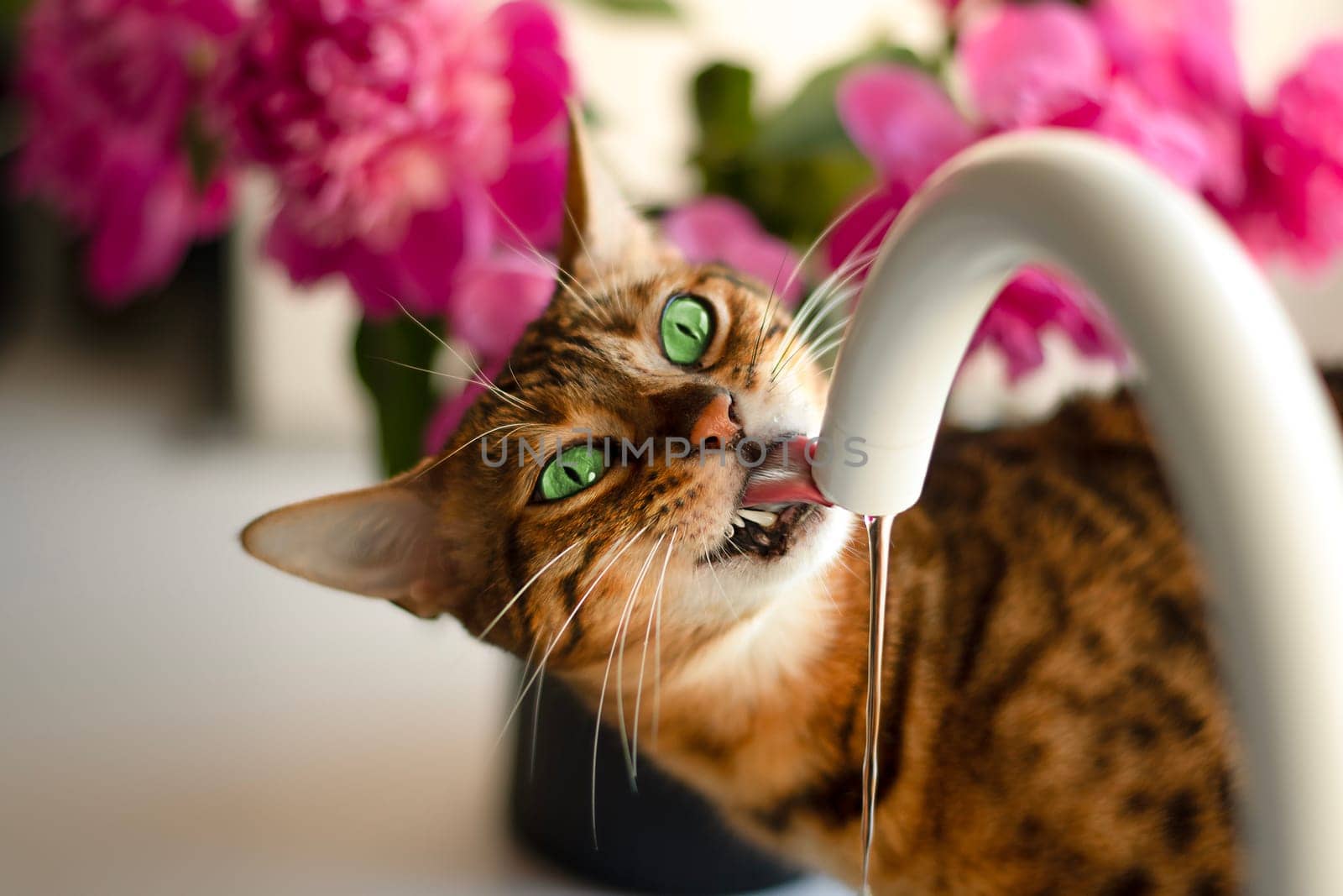 Animals. A beautiful red domestic leopard bengal cat with emerald or green eyes drinks water from the tap in the kitchen. Against the background of a window and flowers, purple peonies. Concept. Close-up. soft focus