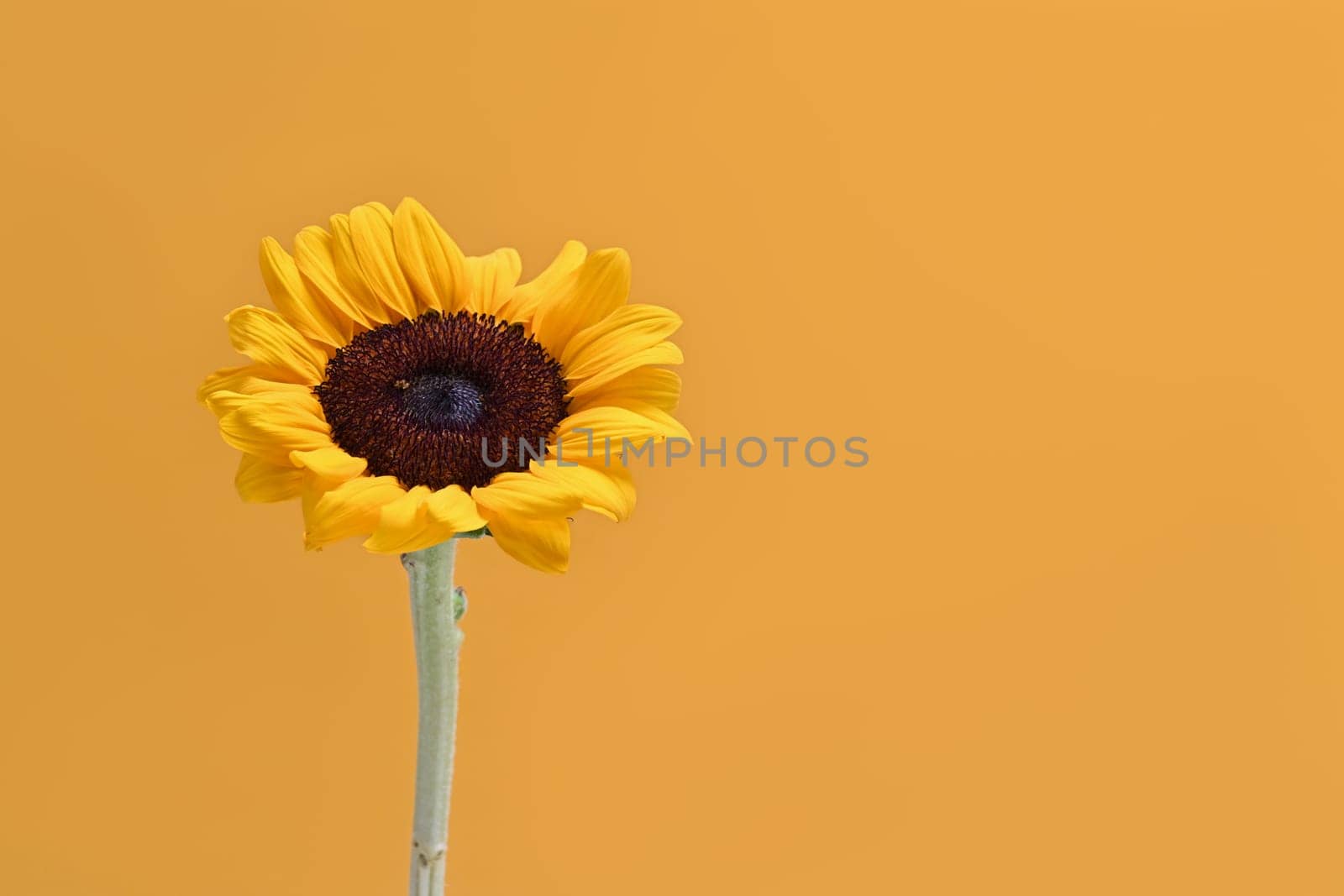 Sunflower isolated yellow background. Space for your text, natural background, autumn or summer concept by prathanchorruangsak