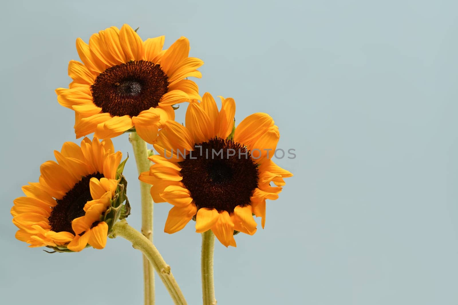 Bouquet of beautiful sunflowers on light blue background. Floral background, copy space for your text.