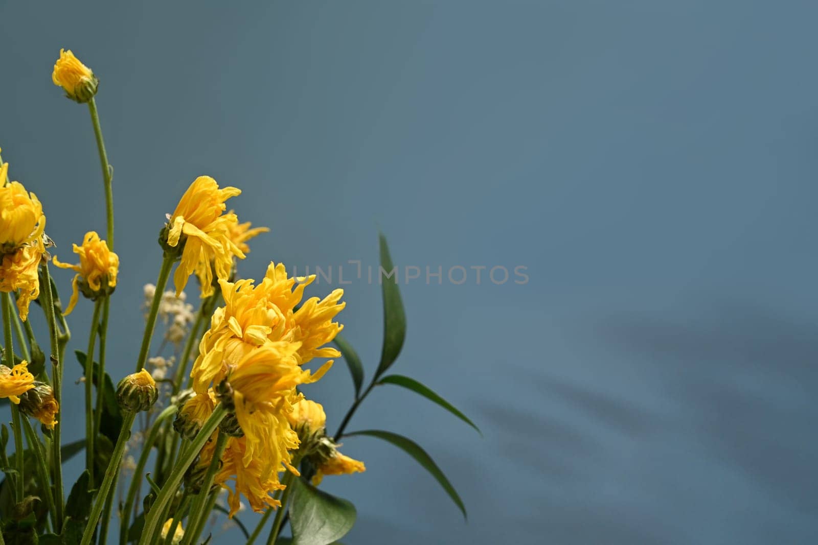 Wilted marigold flowers on blue background with copy space for your text.