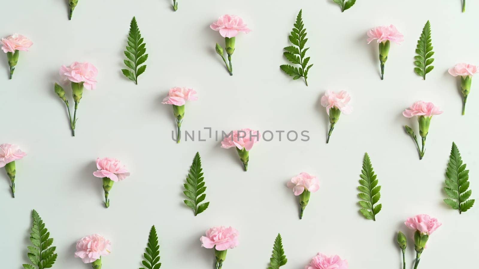 Pink carnation and fern leaves on white background. Spring floral background flowers patterns blooming for wallpaper by prathanchorruangsak