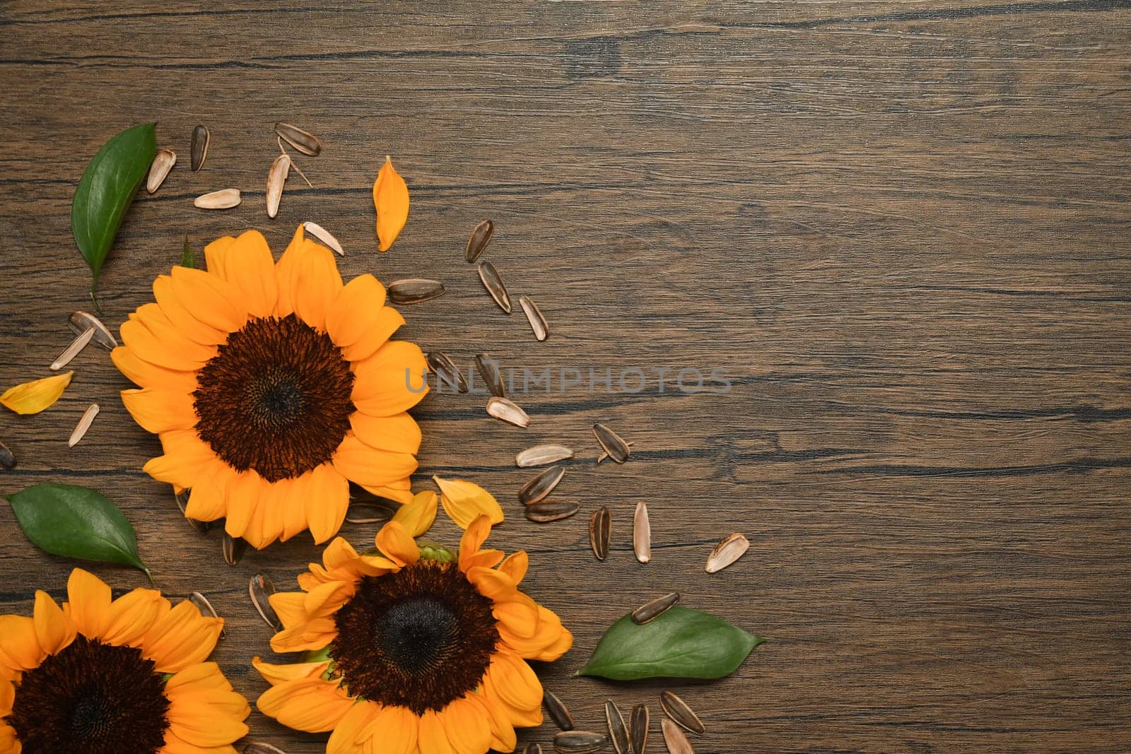 Flat lay, top view of beautiful sunflowers on rustic wooden background. Floral background.