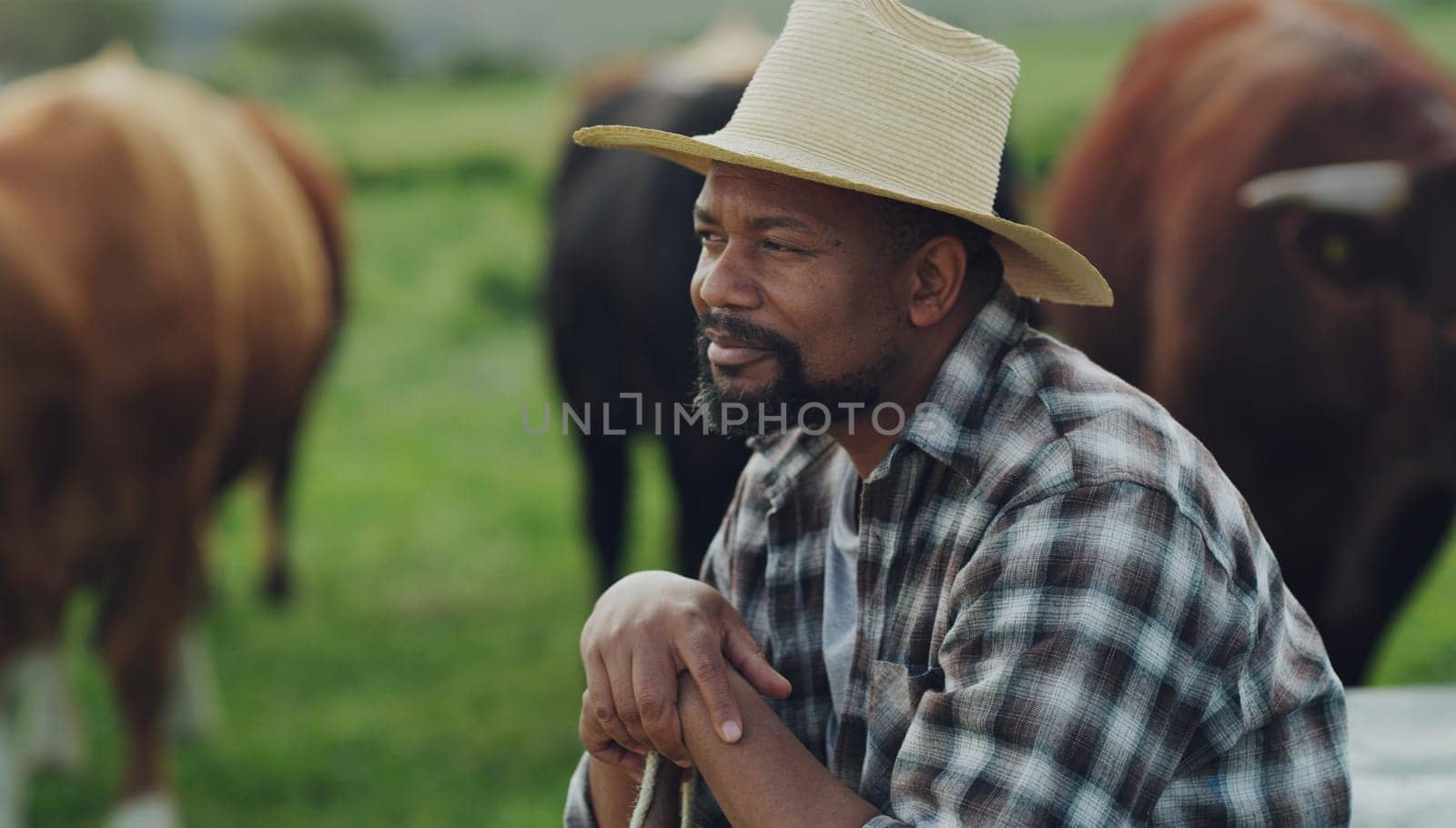 Field, man farmer and sitting thinking by farm with cows on grass in the background. Agriculture or countryside, sustainability or eco friendly and happy person brainstorming with cattle or animals.
