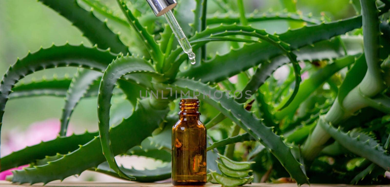 aloe vera essential oil on a wooden background, juice. Selective focus