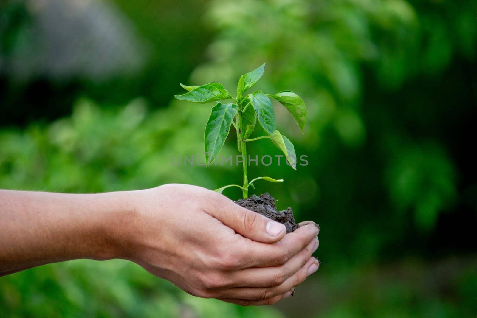 the farmer plants a plant, pepper seedlings. Selective focus