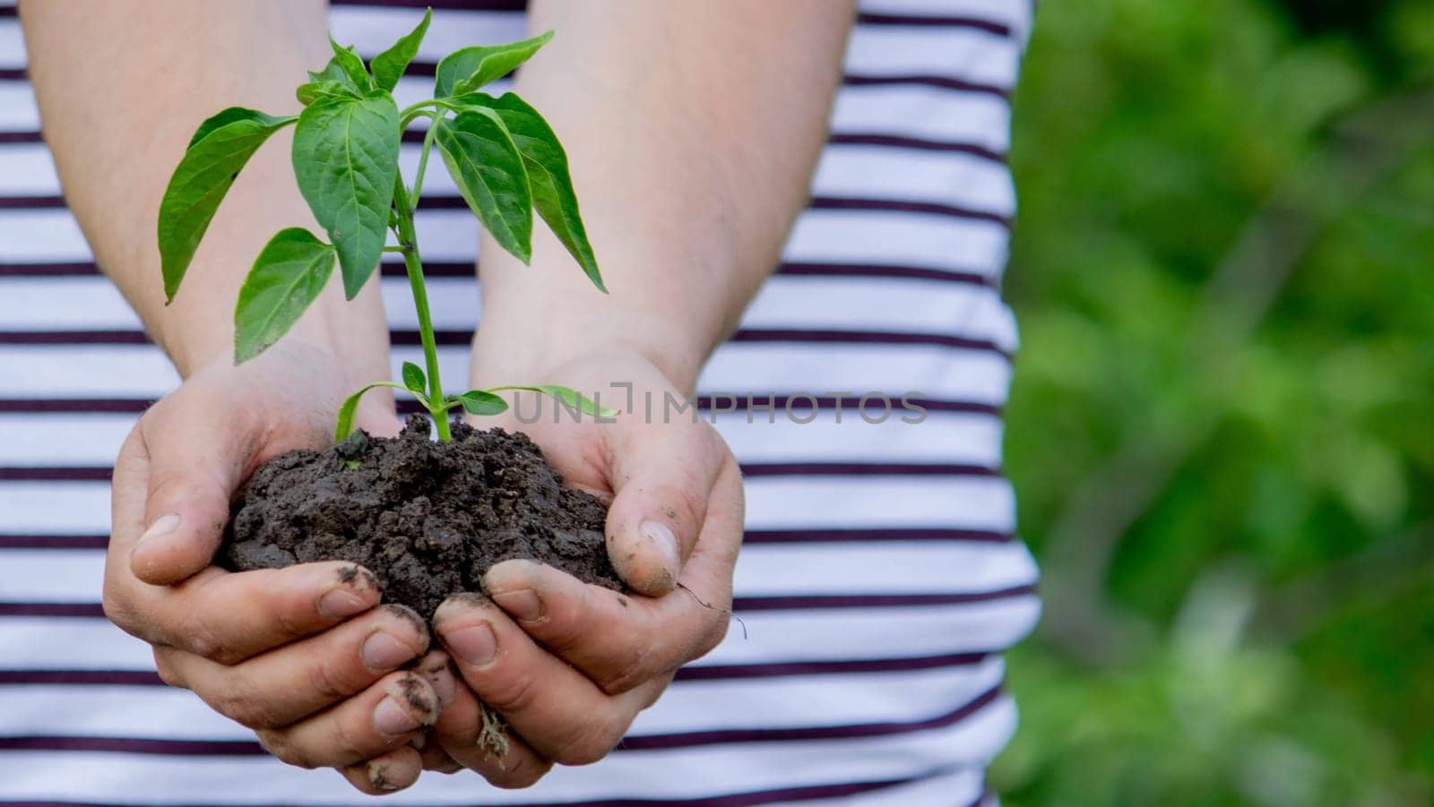 the farmer plants a plant, pepper seedlings. Selective focus
