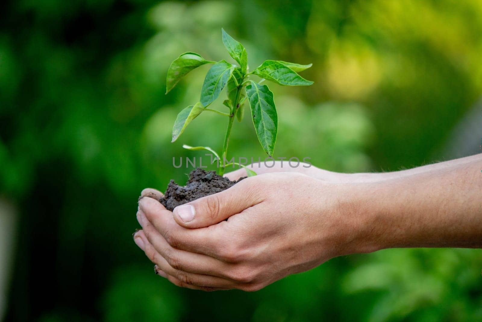 the farmer plants a plant, pepper seedlings. Selective focus