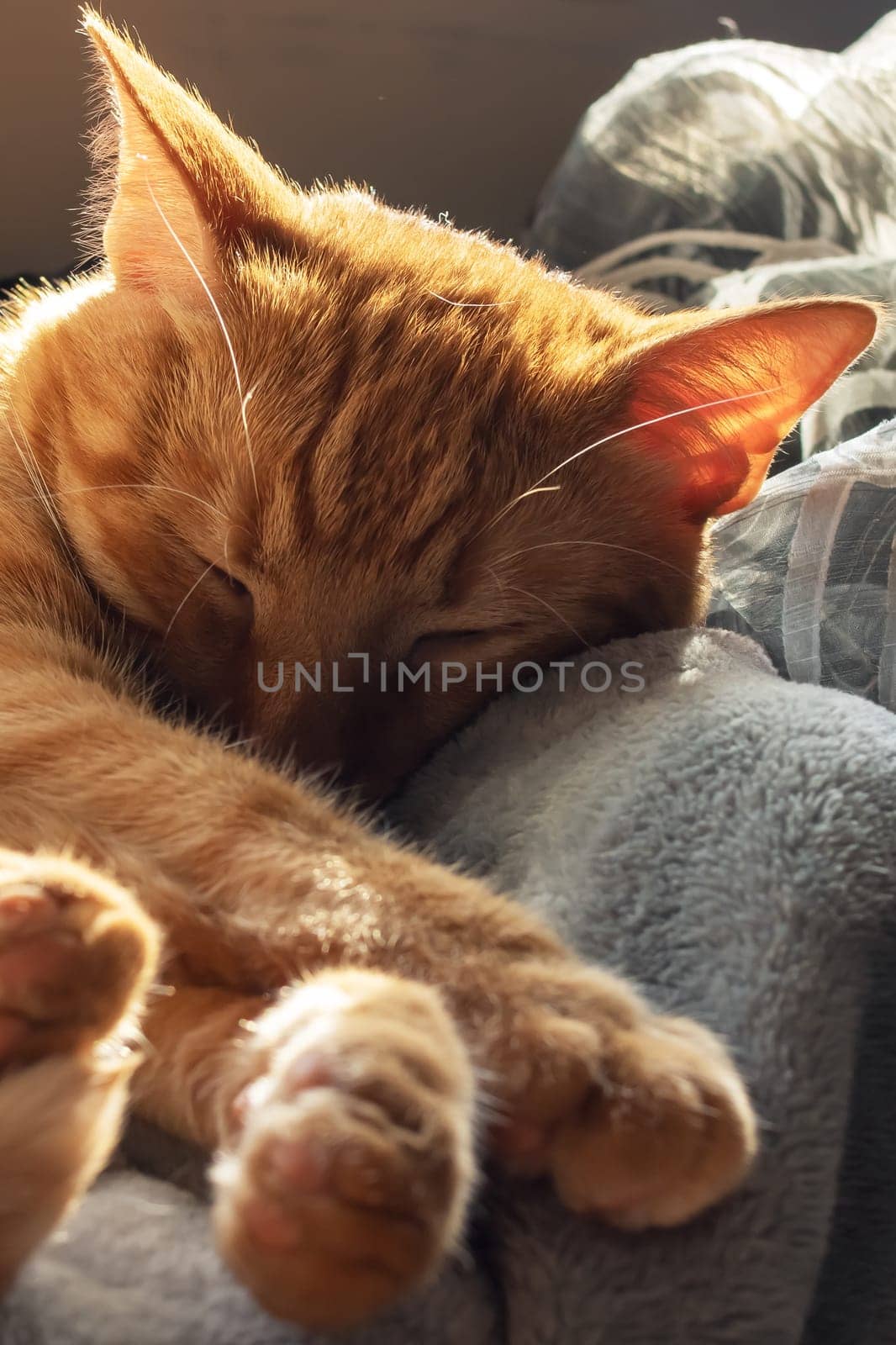 Cute ginger cat sleeping on a blanket in sunlight close up
