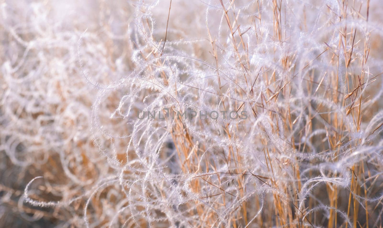 Abstract natural background of soft plants. Pampas grass feather grass, boho style of dry reeds. Fluffy stalks of tall grass.