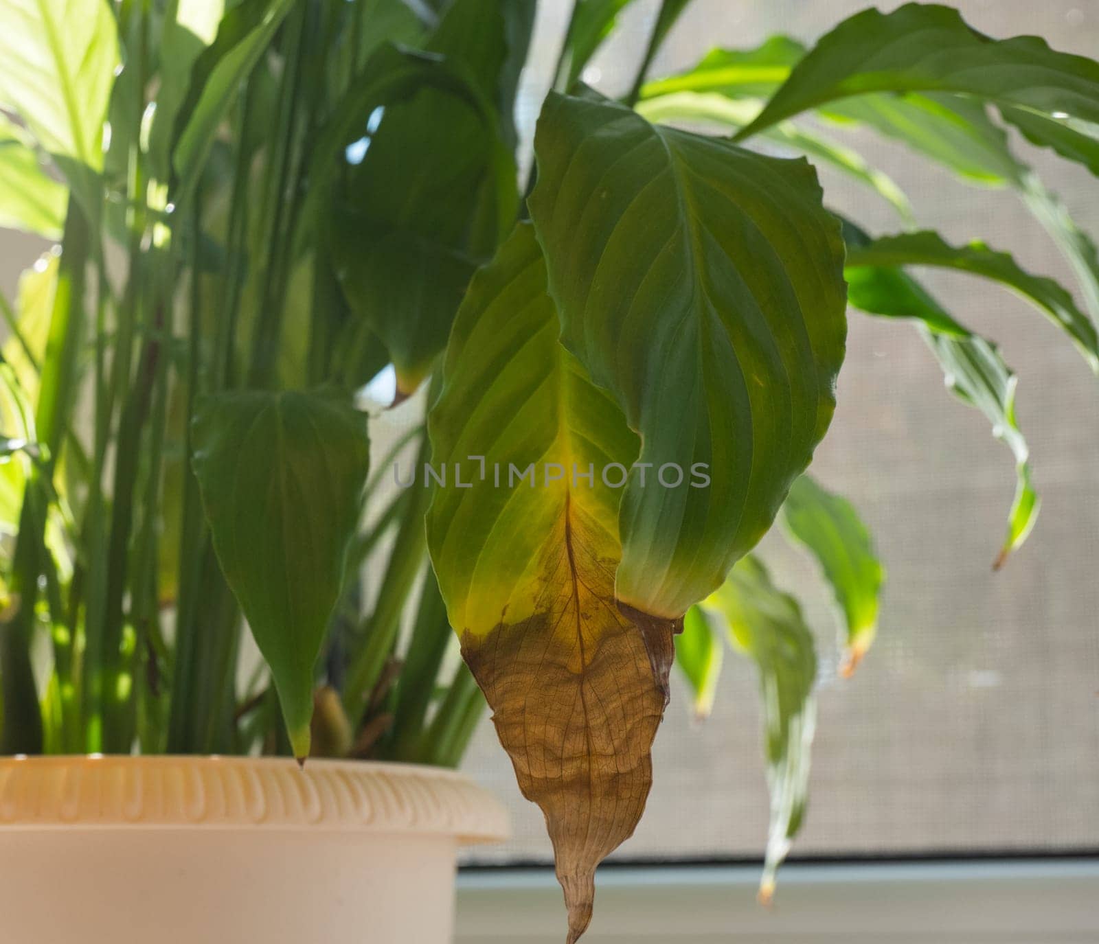 close-up of the green leaves of a spathiphyllum houseplant, yellowed and withered. Home plant care concept. Hobby, home gardening. Diseases of domestic plants.