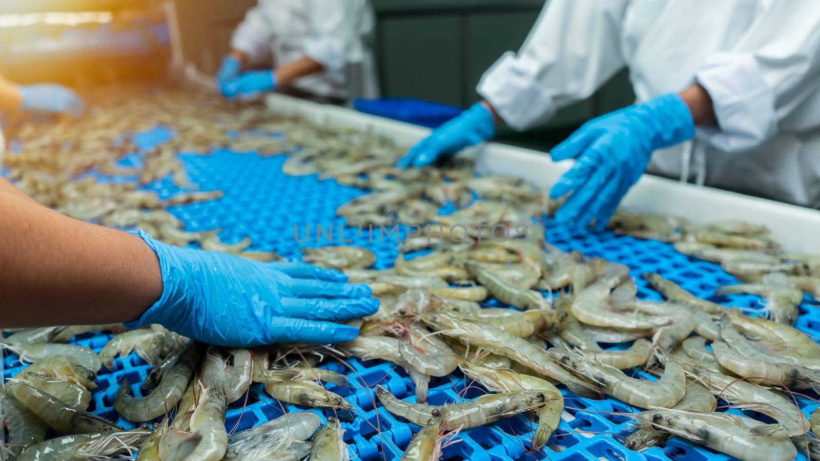 Quality inspection of farmed shrimp on a conveyor of a shellfish and pranws production plant