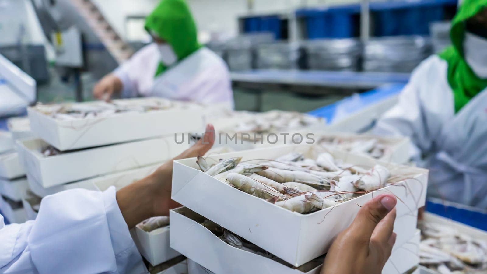 Workers at a farmed shrimp production plant packing frozen white prawns in a box