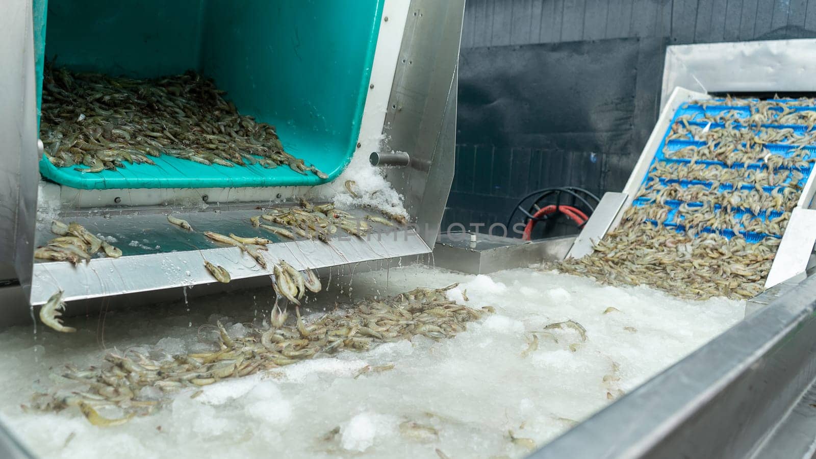 Line of sanitization, sterilization and freezing of vannamei shrimp in a seafood production plant by cfalvarez