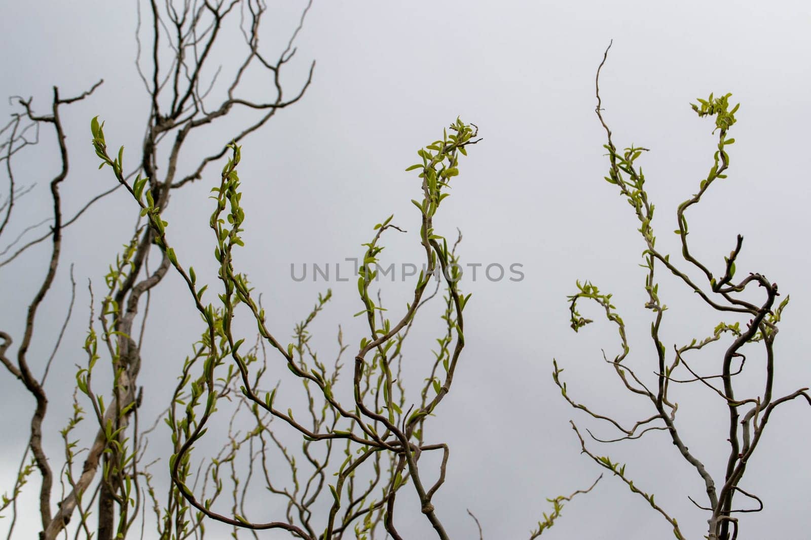 A tree branch with green leaves and the word maple on it. High quality photo