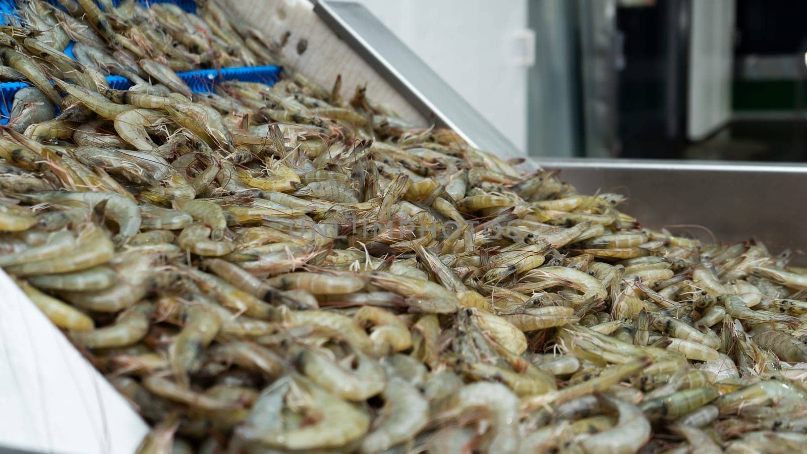 Closeup to a pile of white shrimp in a conveyor at a seafood production plant by cfalvarez