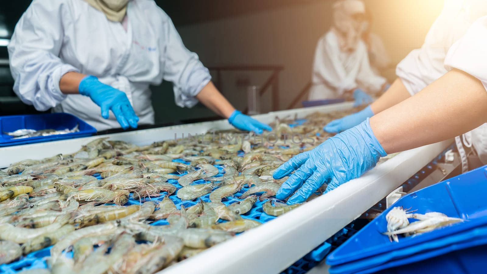 Latina workers overseeing the quality of vannamei white shrimp at a conveyor at a seafood processing plant by cfalvarez