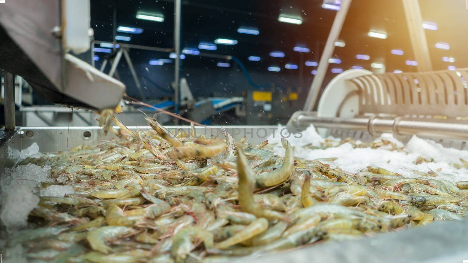 Freezing farmed shrimp in a tank of frozen water at a seafood production plant by cfalvarez