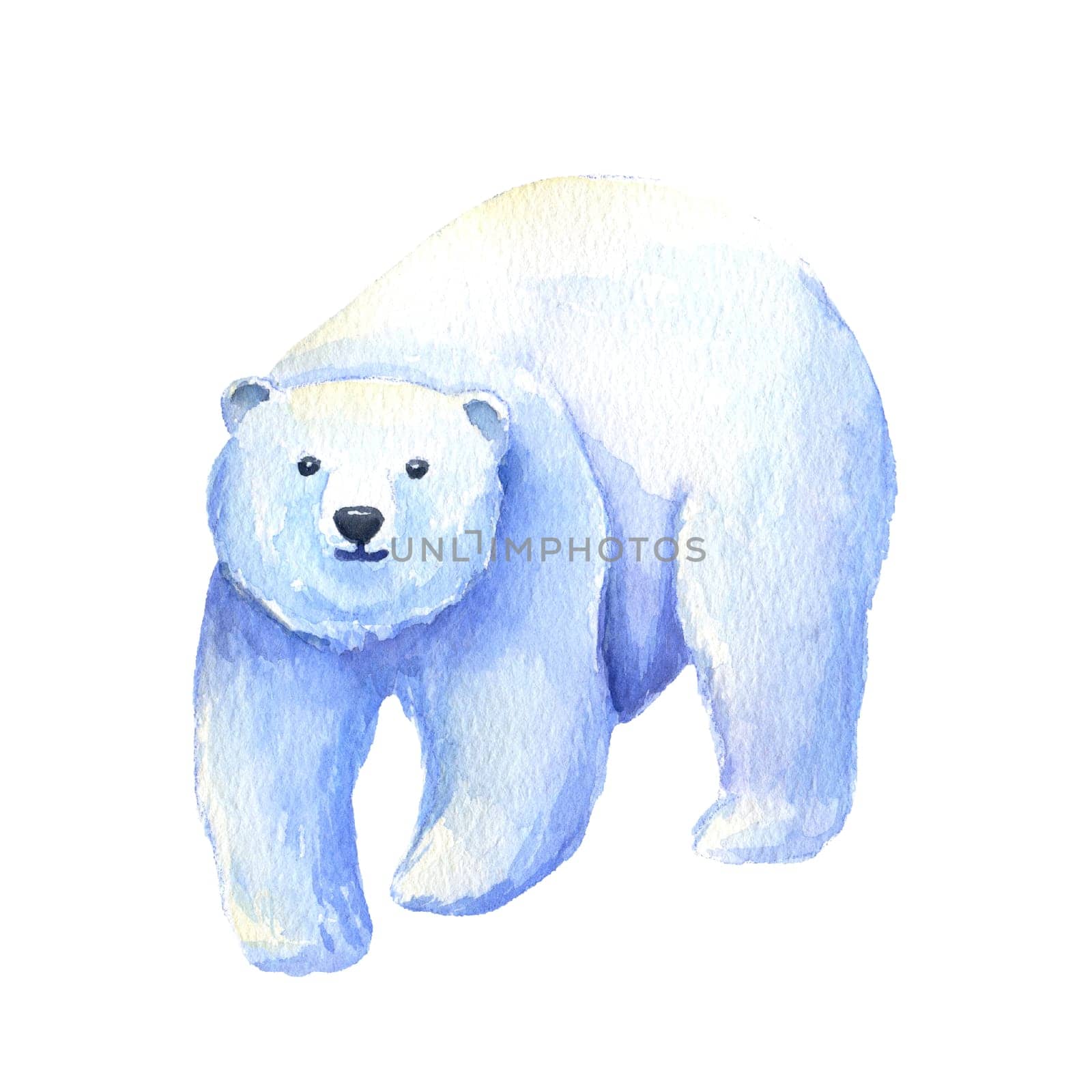 Adult polar bear. Watercolor hand drawn illustration isolated on white. North animal.
